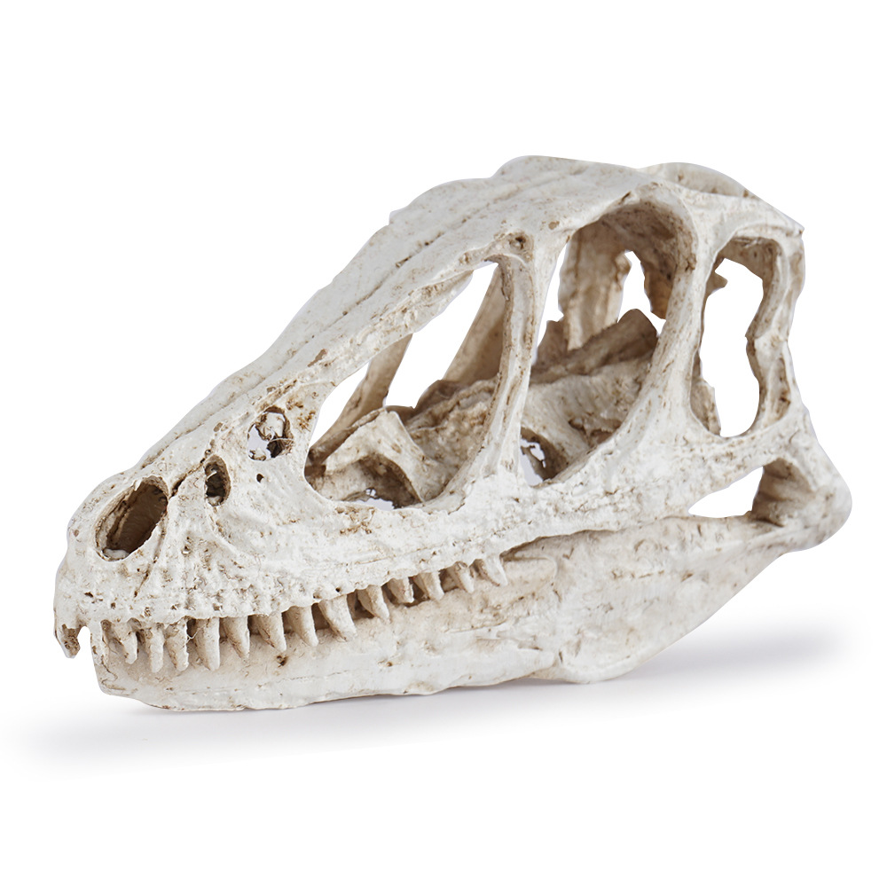 盗玲龙头骨恐龙骨架骷颅头模型动物园科普教学模具参考骷髅头标本