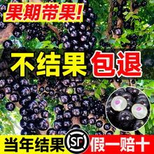 正宗四季嘉宝果苗树树葡萄沙巴艾斯卡果树南北方阳台庭院种植盆栽