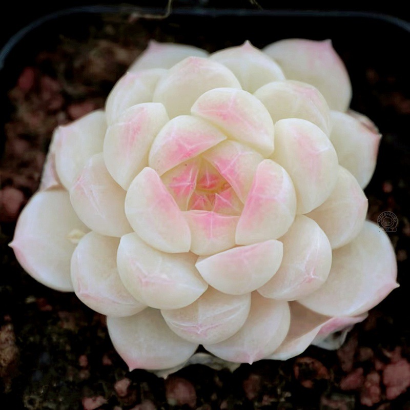 阿尔巴白月影稀有品种多肉植物花卉盆栽老桩盆景室内组合绿植多肉