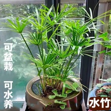 水竹风车水生水培植物龟水竹盆栽水棕竹鱼缸水池塘造景旱伞