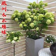 欧洲木绣球花苗盆栽中华木绣球玫瑰树苗老桩阳台庭院植物斗球耐寒