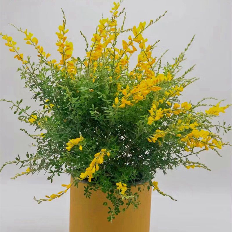 金雀花盆栽带花苞阳台庭院好养易活木本植物耐热耐寒超长花期植物