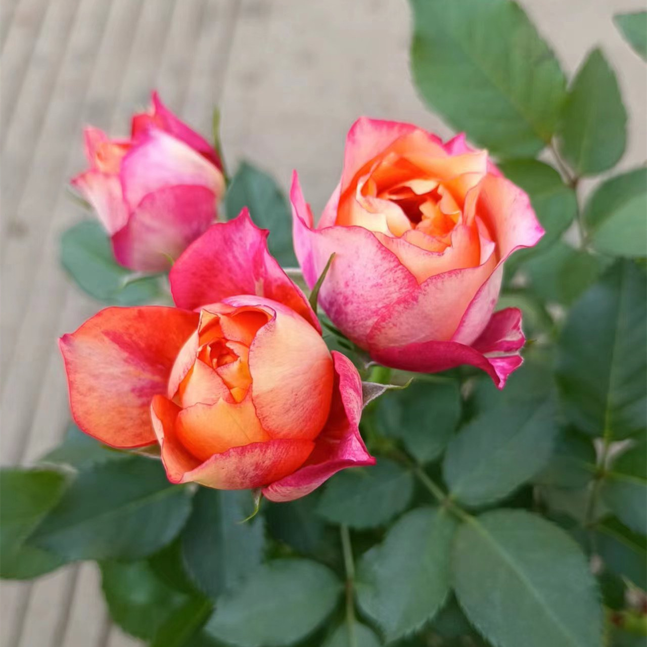 110#a星大花美人四季开花玫瑰花阳台月季淡香味木本花卉客厅窗台