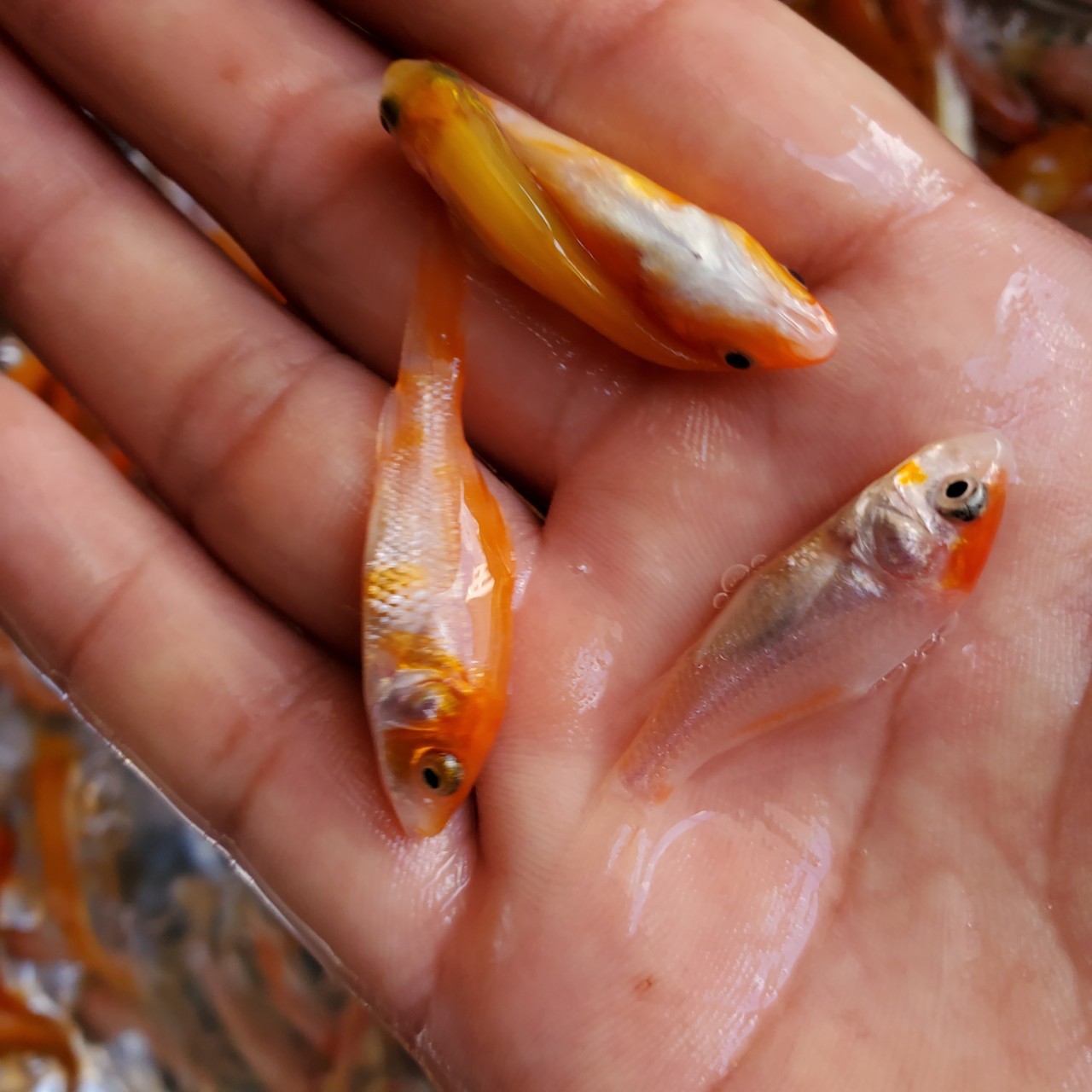 锦鲤鱼苗日本锦鲤鱼苗大量批发各种品质锦鲤鱼苗