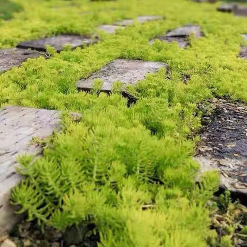 佛甲草黄金盆栽多年生地被植物四季常绿耐寒耐旱花园假山绿化植物