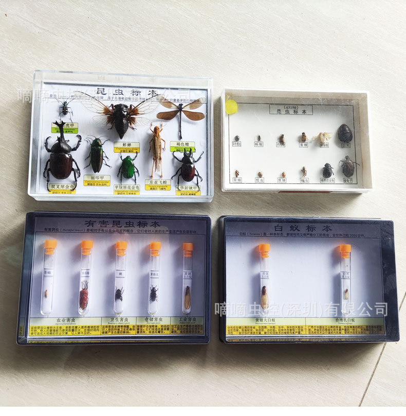 有害昆虫标本老鼠碌制包埋标本蟑螂蚊子苍蝇生活史分类标本定做