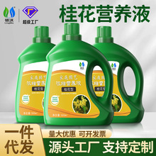 领沃桂花树营养液一件代发批发家用花卉盆栽金桂银桂四季通用肥料