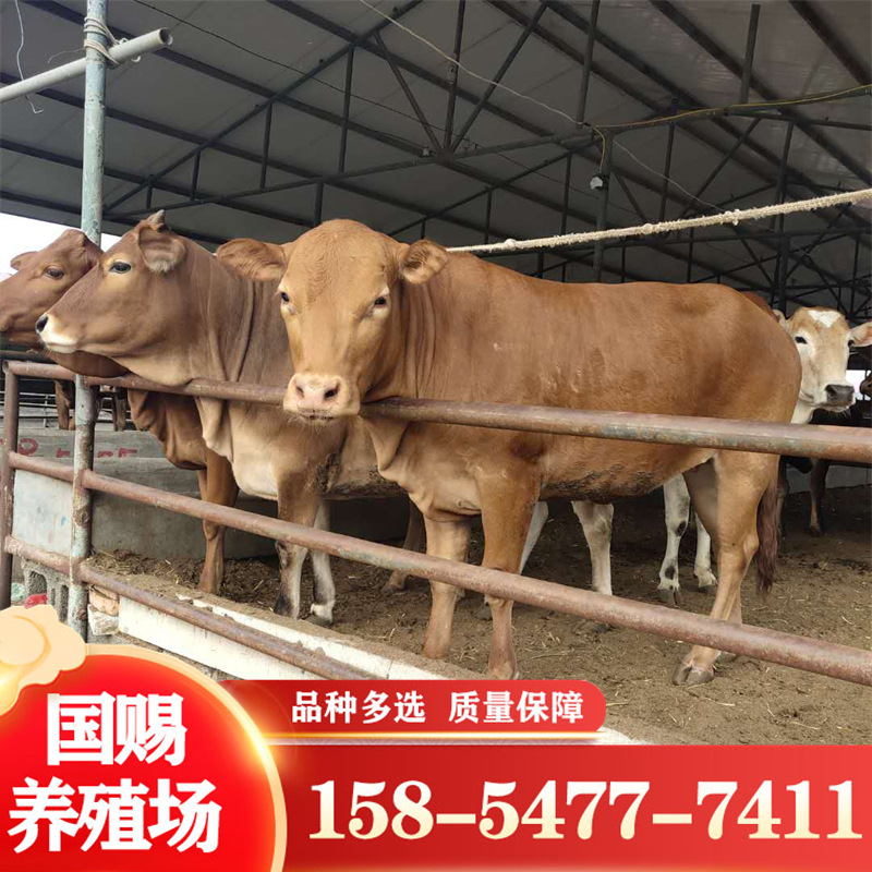 西门塔尔牛什么时候出栏那西门塔尔牛和鲁西黄牛能长多大好养吗