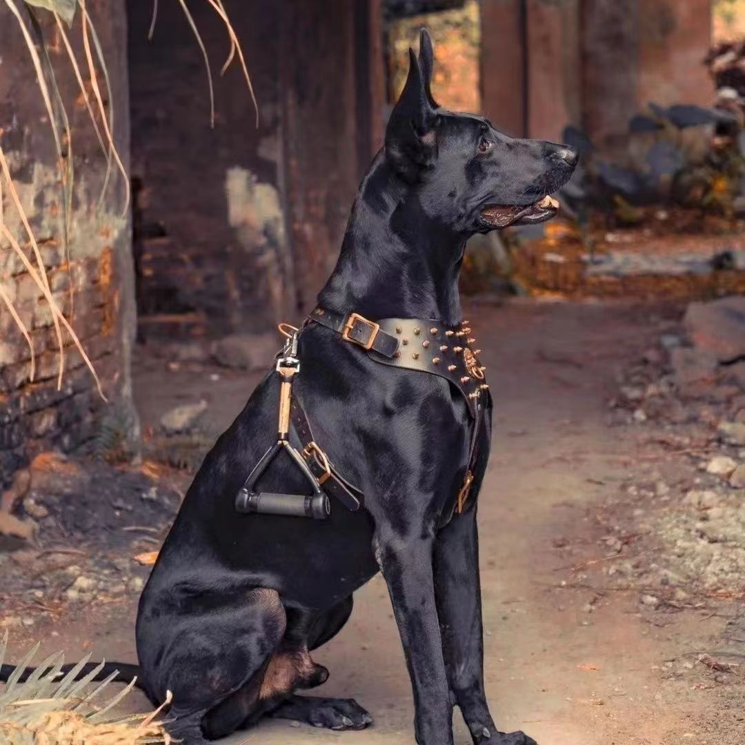 批发纯种黑狼犬幼犬活体狗狗黑狼猛犬大型犬护卫犬宠物狗狼狗小狗