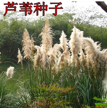 水生花卉籽芦苇种子端午节包粽子芦芛蒹葭种籽花草花籽植物