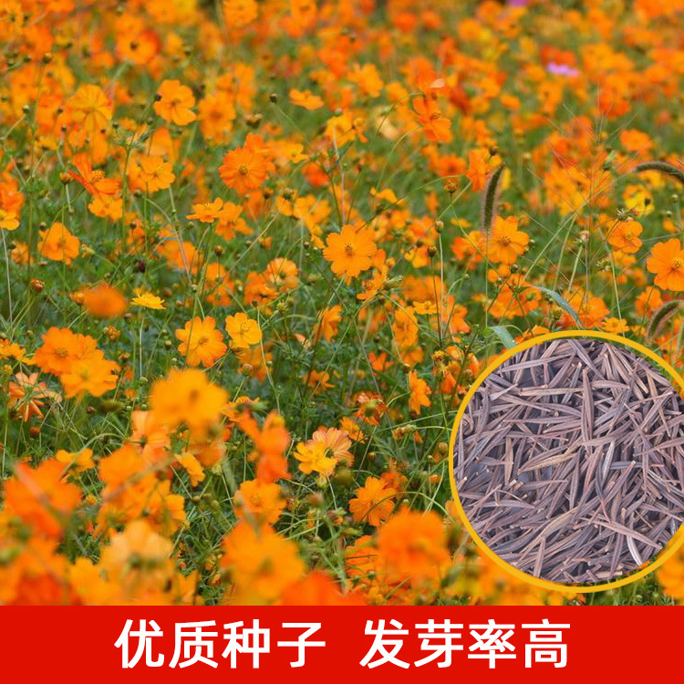 硫华菊种子硫化菊花籽花种四季耐旱易种活生长快花海撒播绿化种子