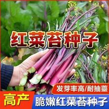 红菜苔种子四季甜菜心种子阳台盆栽早熟青菜苔油菜菜芯白菜苔种籽