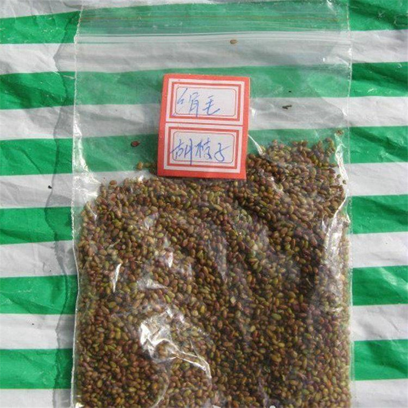 胡枝子种子 胡枝条种子 扫皮种子 随军茶种子260粒包邮