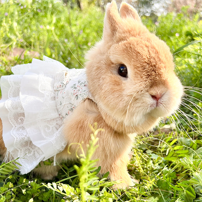 0万个yumi 外带豚鼠仓鼠兔子刺猬龙猫雪貂外出笼便携笼手提笼相似店铺