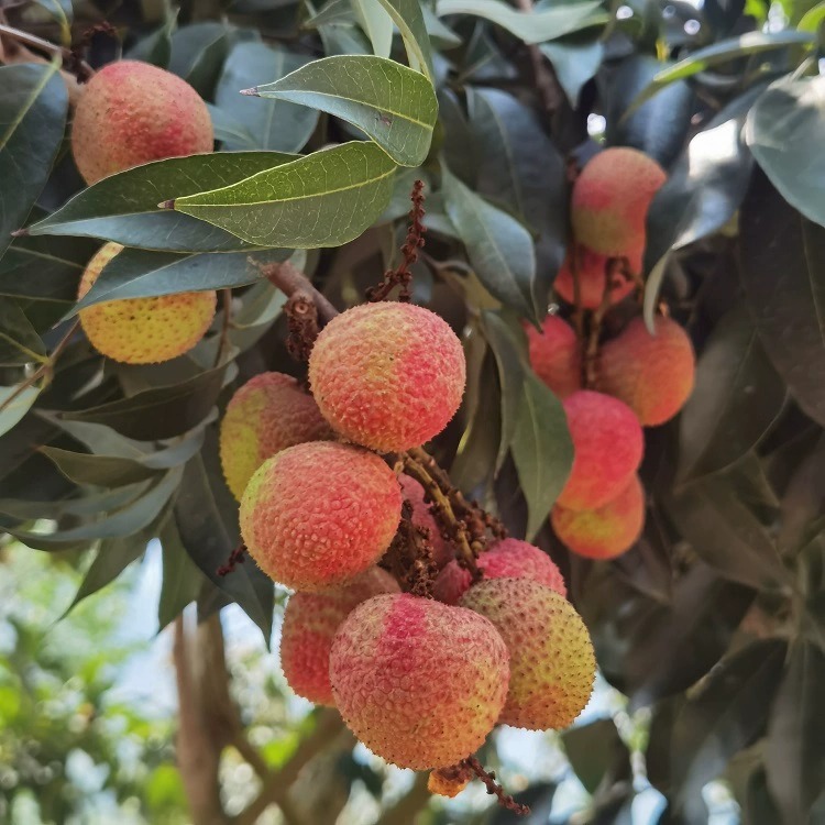 正宗新鲜三月红荔枝妃子桂笑味白糖8罂仙新鲜当季5斤水果一件代发