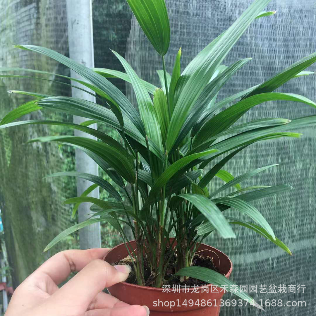 棕竹盆栽招财植物树室外绿植棕榈树四季常青绿化空气基地批发直供