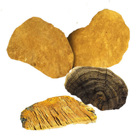 云南马蹄桑黄 松树桑黄 马蹄桑黄灵芝 100克 250克500克