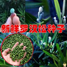 新鲜大叶罗汉松种子制作盆景小叶日本台湾雀舌松树种籽庭院盆栽苗
