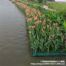 水上种稻浮床生态浮岛植蔬菜人工面空心菜浮板植物鱼塘盆净化水质