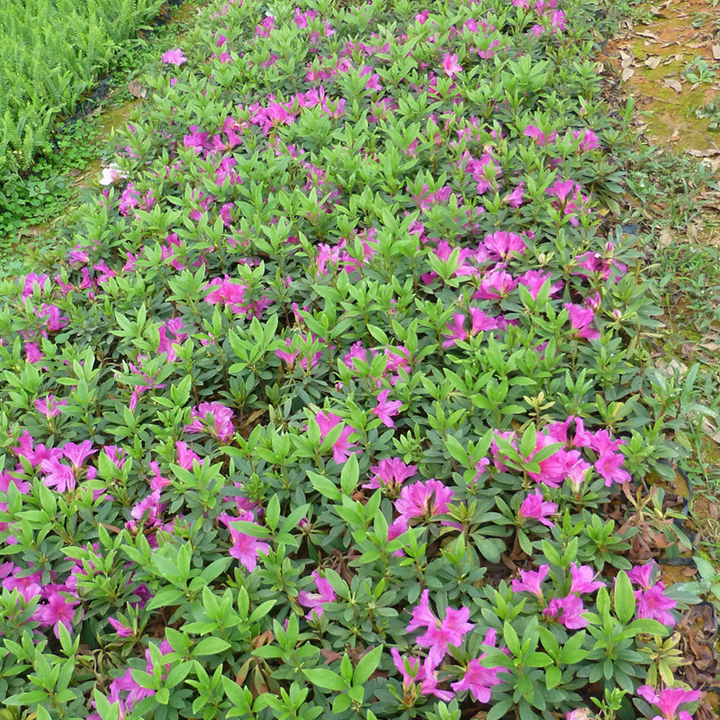 5斤袋2030公分高毛杜鹃锦绣绿化袋苗厂家