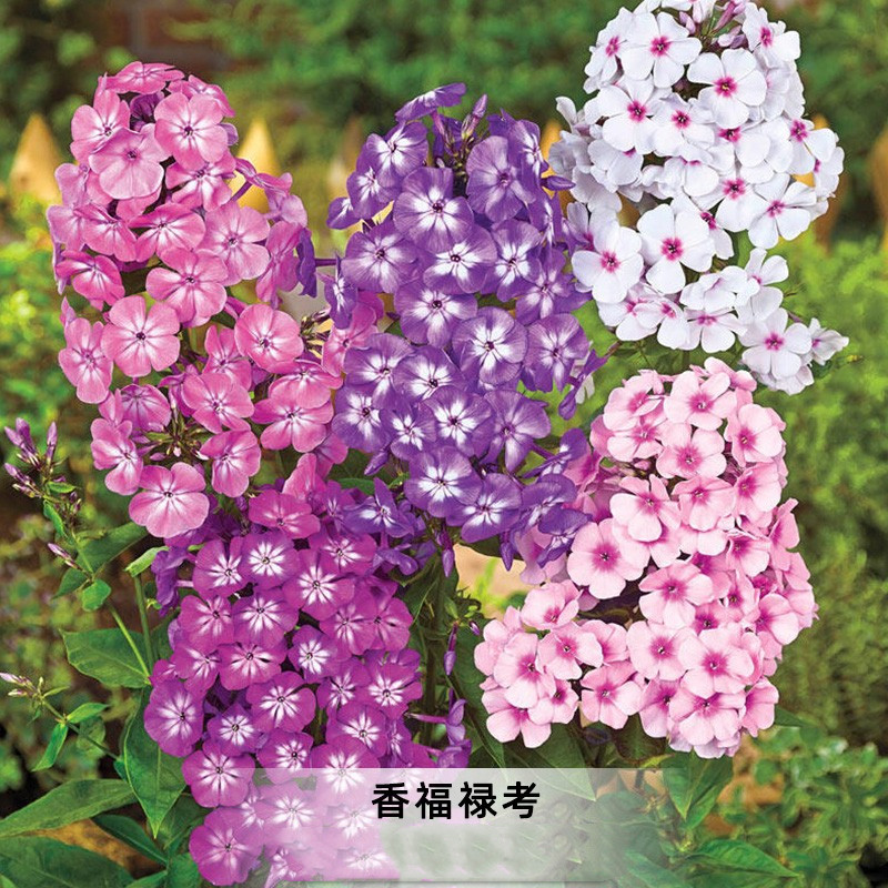 香福禄考种子切花福乐花小天蓝绣球芝籽花坛室外阳台盆栽春播