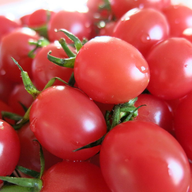 寿光安全性绿色食品病虫害无重量20(g/个)品种圣女果商品属性商品属性