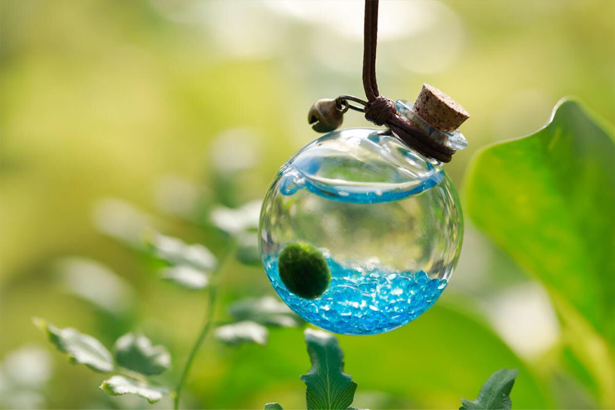 海藻球宠物marimo海藻球diy随身瓶水晶生态瓶海藻球微景观许愿瓶