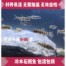 好养冷水原生观赏鱼小型淡水溪流石斑光唇鱼鳑鲏鱼群游中底层