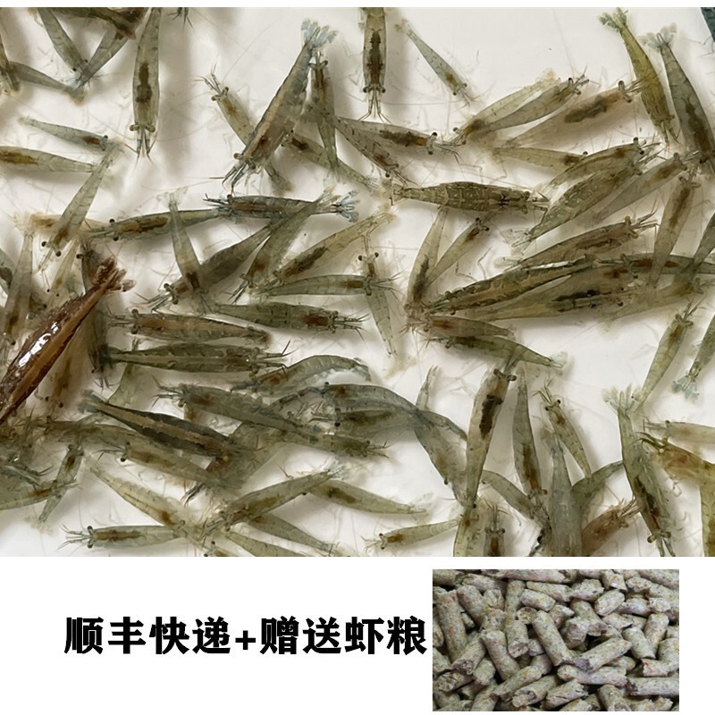 【顺丰速运】黑壳除藻鱼缸草缸清洁鲜活观赏小虾米活虾活物河虾苗