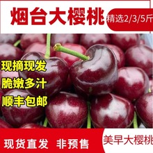 [当日发]现摘现发山东烟台美早大樱桃当季新鲜水果整箱国产车厘子