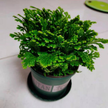 卷柏盆栽也叫九死还魂草