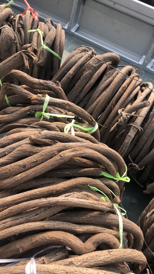 树藤仿真枯藤条 深山枯树藤森系造景装饰田园景观枯藤树藤