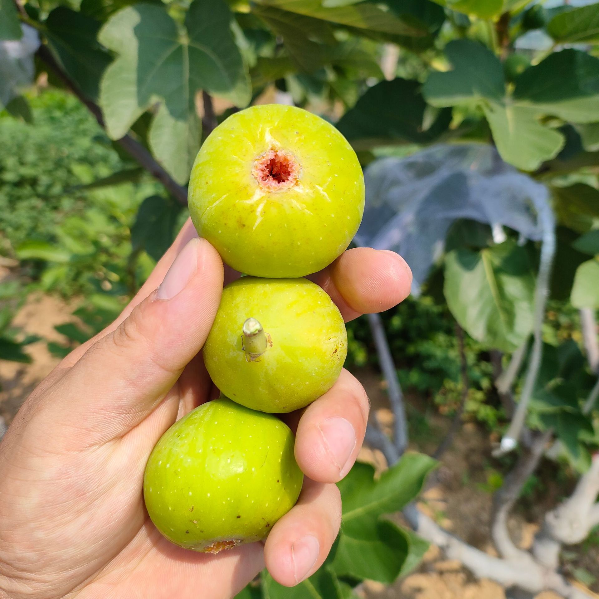 芭劳奈无花果苗批发 丰产甜度高 结果早 耐严寒 一公分无花果树苗
