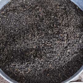 黑蚂蚁干货500g克正品横县黑蚂蚁酒料拟黑多刺蚁中药材食用黑蚁粉