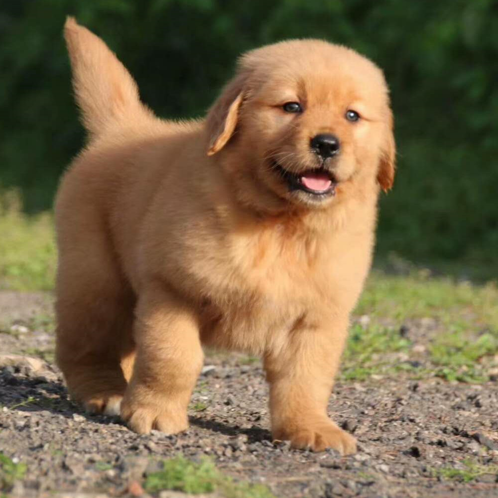 家养宠物狗狗金毛犬出售活体幼犬三个月金毛狗狗多少一条哪里有卖