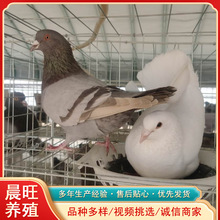 观赏用种鸽鸽子蛋多少钱活体肉鸽目前市场行情白羽王鸽落地王肉鸽