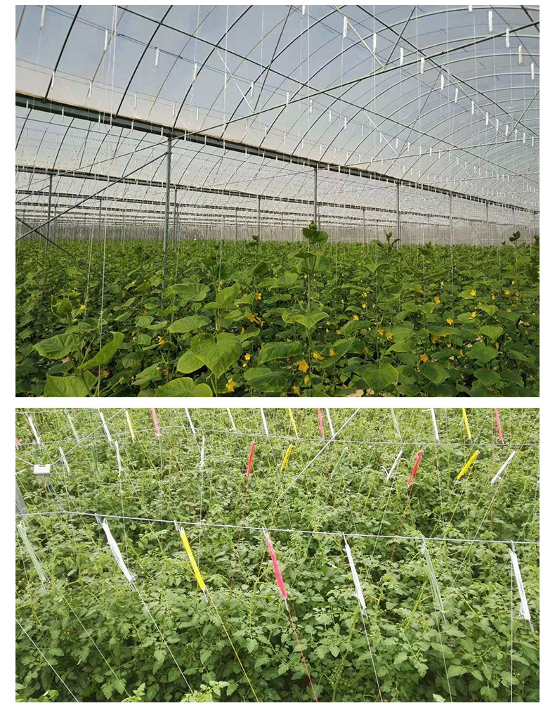 蔬菜果蔬吊蔓挂双m钩番茄落蔓挂钩 吊蔓线西红柿果穗挂钩厂家加工