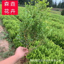 瓜子黄杨球庭院绿篱植物造型树小叶黄杨树苗盆景四季长青冬青树苗