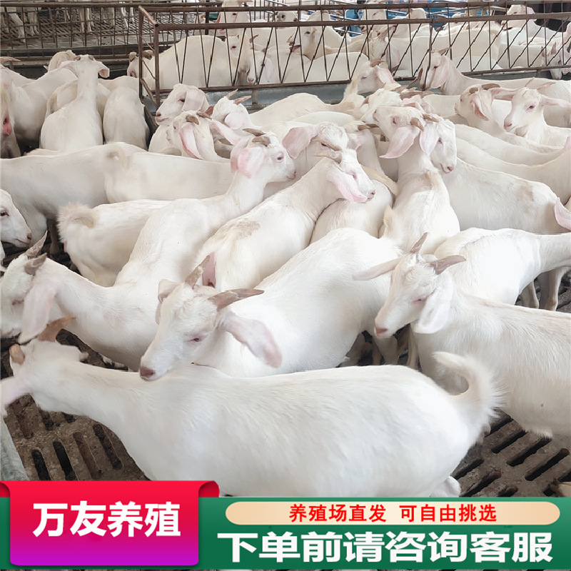 美国大白羊活体纯种白山羊种公羊怀孕母羊小羊羔活羊活苗养殖