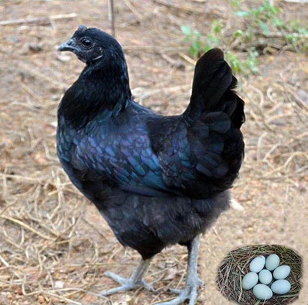 纯种五黑鸡活苗活体五黑一绿壳蛋脱温苗小鸡仔乌骨鸡活体半大鸡