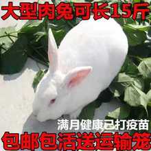 巨型大型活物活体公母一对纯种家兔肉兔成年繁殖幼崽种兔食用包邮
