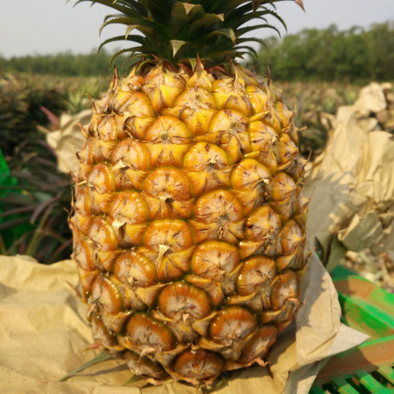 海南金钻凤梨 当季水果 手撕凤梨 新鲜无眼台湾香水菠萝 10斤