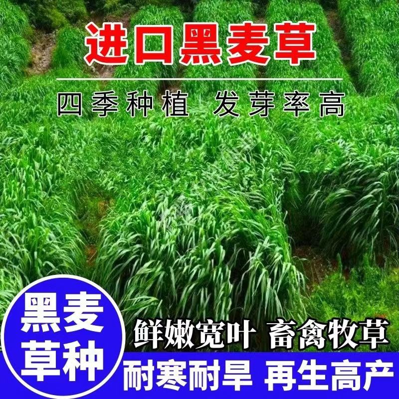 进口耐寒牧草种子多年生黑麦草种子四季常青鸡鸭鹅猪牛羊鱼草种籽