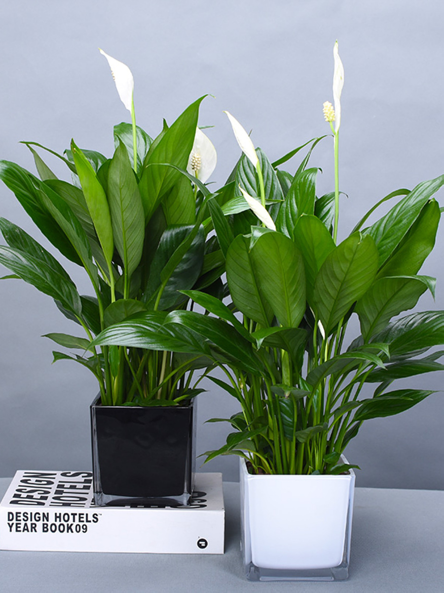 白掌一帆风顺盆栽植物室内客厅水养桌面净化空气玻璃花瓶水培花卉