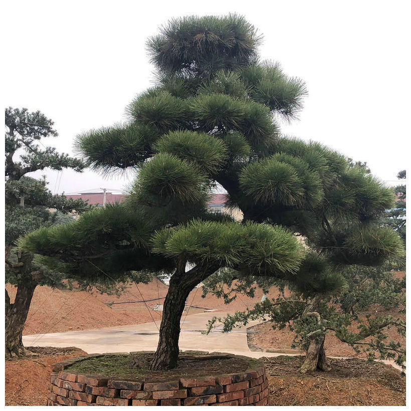 基地供应黑松景观苗圃批发造型油松造型黑松工程园林别墅绿化松树