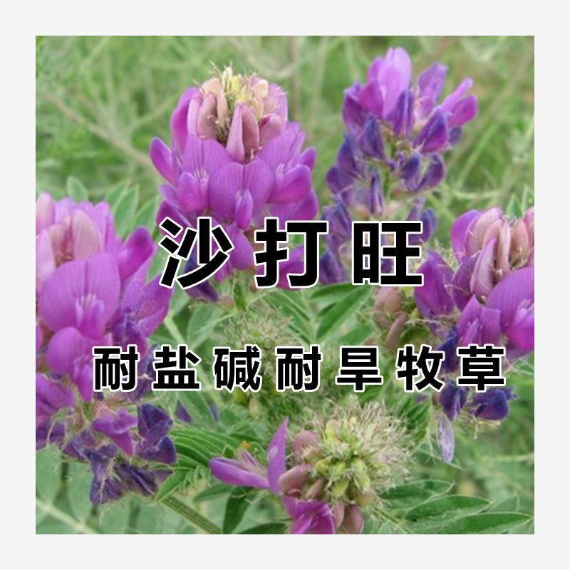 沙打旺种子 多年生牧草 四季绿肥 防沙固土护坡 耐寒耐旱盐碱草籽