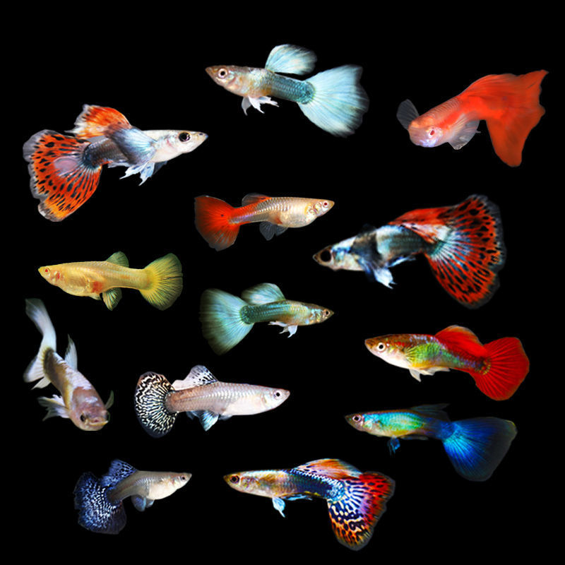 孔雀鱼批发孔雀鱼懒人小鱼好养耐活好养热带草缸小型观赏凤尾鱼