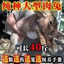 兔子大巨型肉兔小白兔小兔子比利时家养肉兔苗月月兔可长40斤