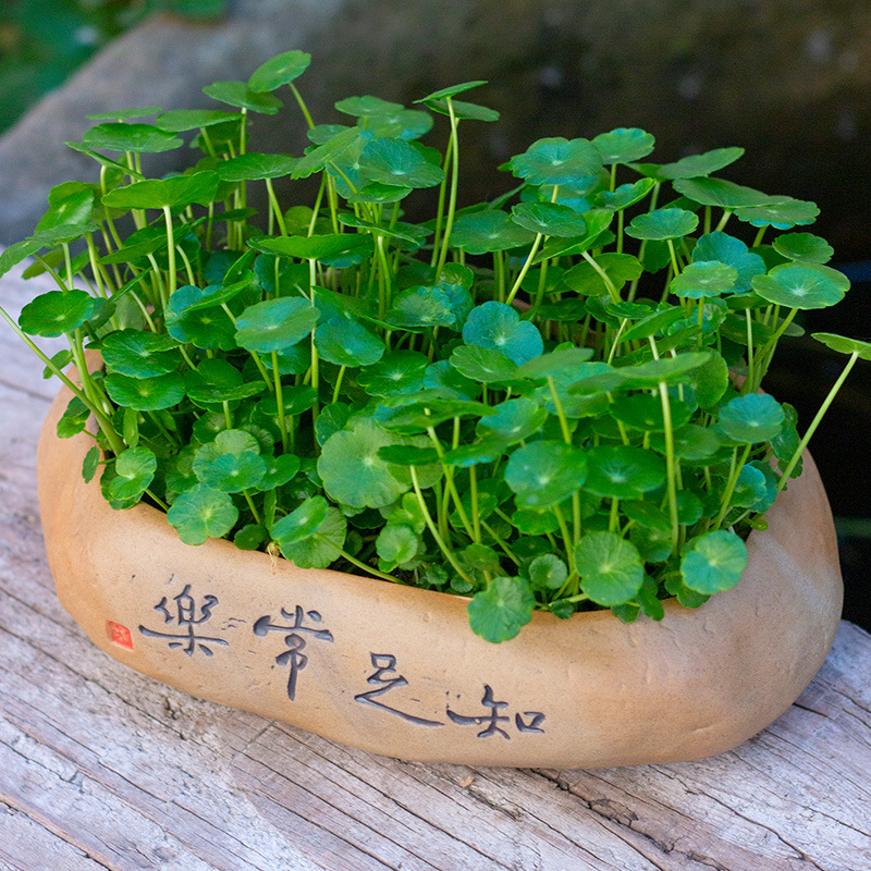 铜钱草带叶子水培植物水养金钱草盆栽室内桌面四季发财花卉可土培