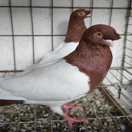两头红鸽子一对多少钱?红头鸽子养殖场 毛脚两头乌鸽子 紫乌